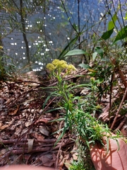 Cassinia aureonitens