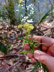 Cassinia aureonitens