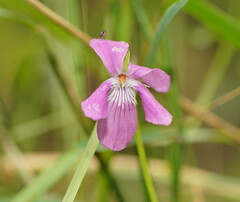 Viola riviniana