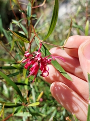 Grevillea diffusa