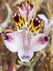Alstroemeria pulchra