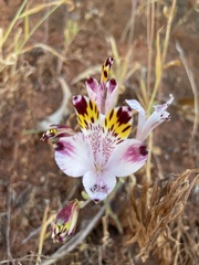 Alstroemeria pulchra
