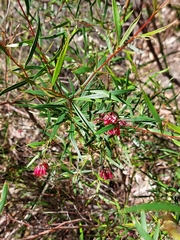 Grevillea diffusa