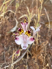 Alstroemeria pulchra