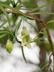 Billardiera macrantha