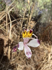 Alstroemeria pulchra