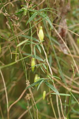Billardiera macrantha