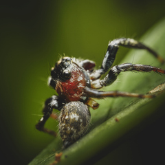 Colyttus