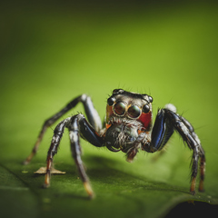 Colyttus