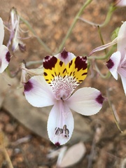 Alstroemeria pulchra