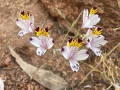Alstroemeria pulchra