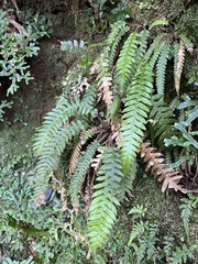Phegopteris decursive-pinnata