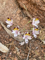 Alstroemeria pulchra