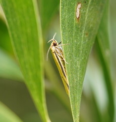 Philobota protecta