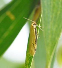 Philobota protecta