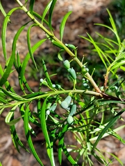 Podocarpus spinulosus