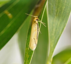 Philobota protecta