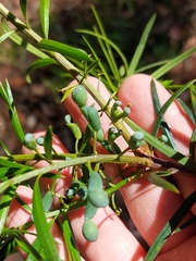 Podocarpus spinulosus