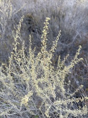 Artemisia californica