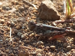 Acrotylus humbertianus