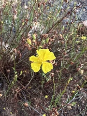 Crocanthemum aldersonii