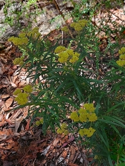 Cassinia aureonitens