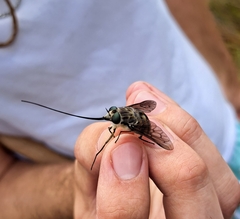 Philoliche rostrata