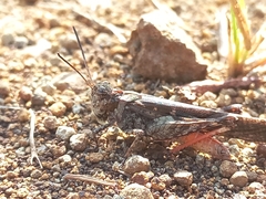 Acrotylus humbertianus
