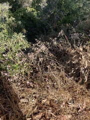 Alstroemeria pulchra
