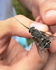 Philoliche rostrata