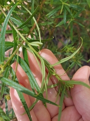 Cassinia aureonitens