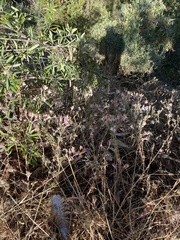 Alstroemeria pulchra