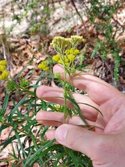 Cassinia aureonitens