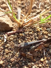 Acrotylus humbertianus
