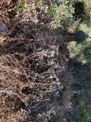 Alstroemeria pulchra