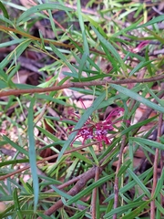 Grevillea diffusa