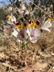 Alstroemeria pulchra