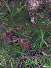 Grevillea diffusa
