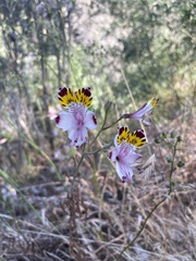 Alstroemeria pulchra
