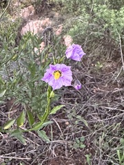 Solanum parishii
