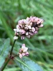 Persicaria maculosa