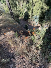 Alstroemeria ligtu simsii