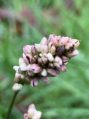 Persicaria maculosa