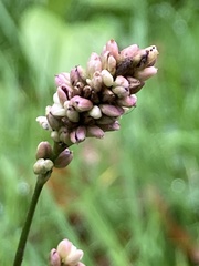 Persicaria maculosa