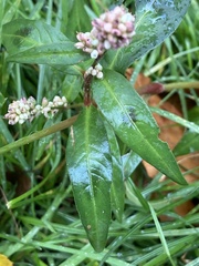 Persicaria maculosa
