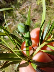 Podocarpus spinulosus