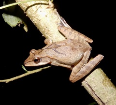 Polypedates occidentalis