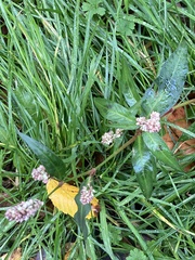 Persicaria maculosa