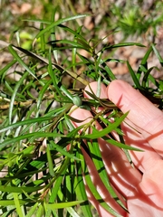Podocarpus spinulosus