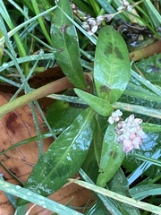 Persicaria maculosa